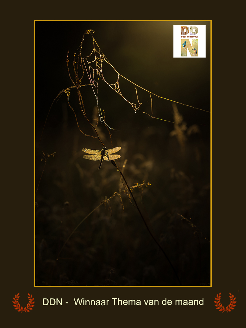 DDN Spotlight Winnaar maanthema 09-2025 A