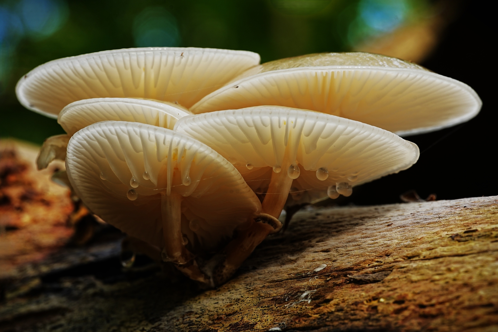 DSC05957 DDN Elswout 29092025 2b