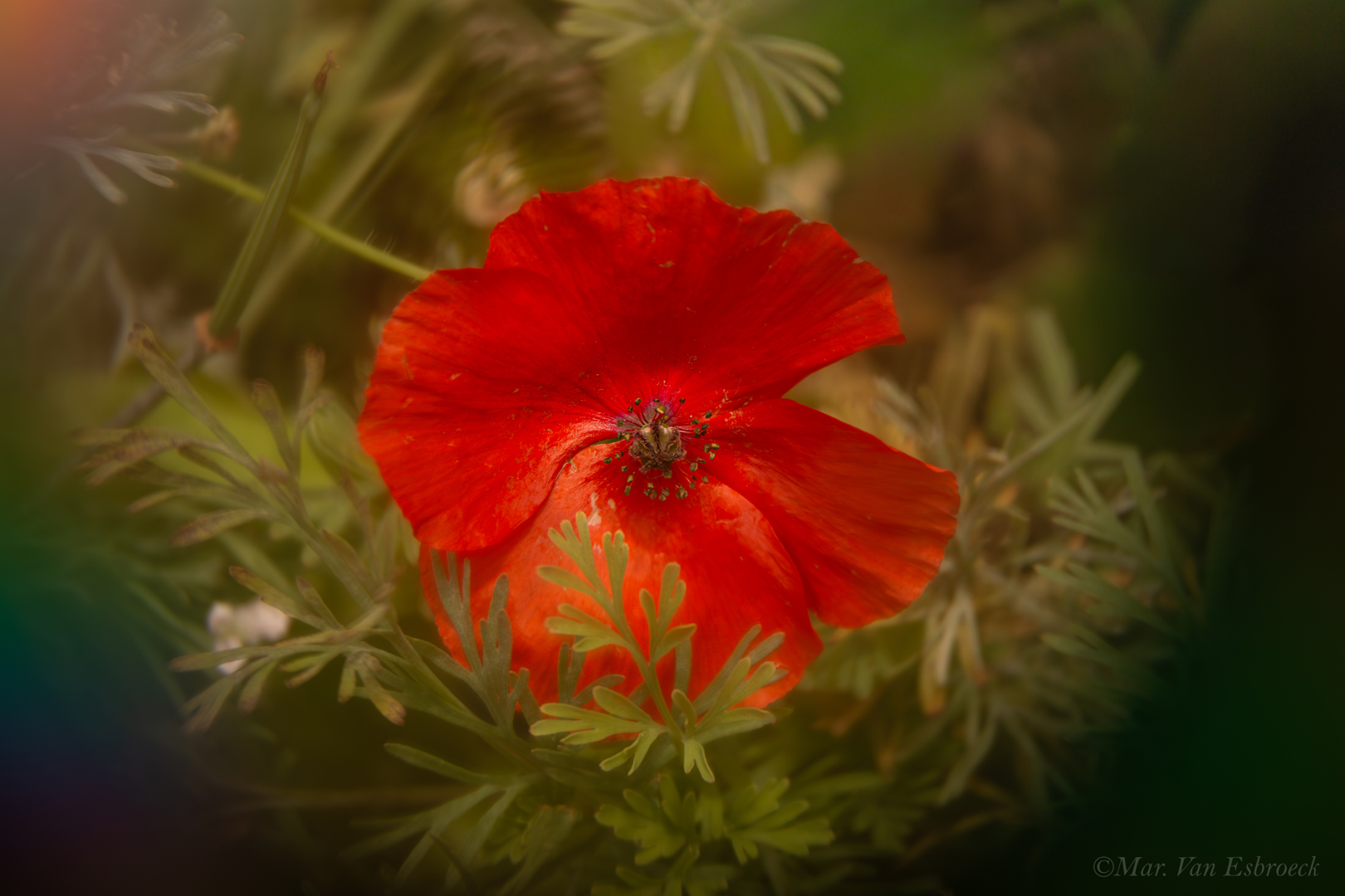 Papaver