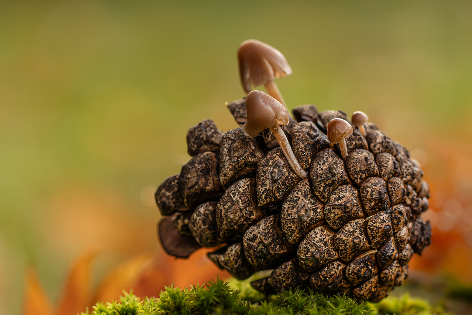 2025 tuin okt bewerkt (1 van 1)