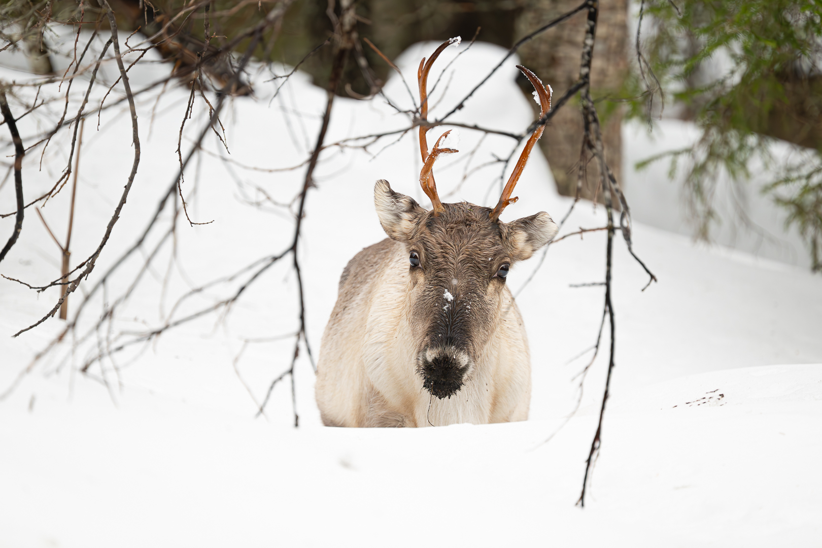 _Z8A5699-Verbeterd-NR