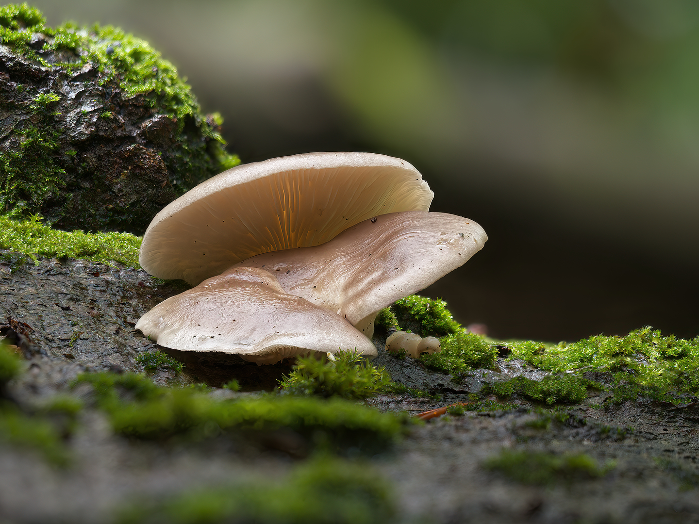 gewone oesterzwam_DDN