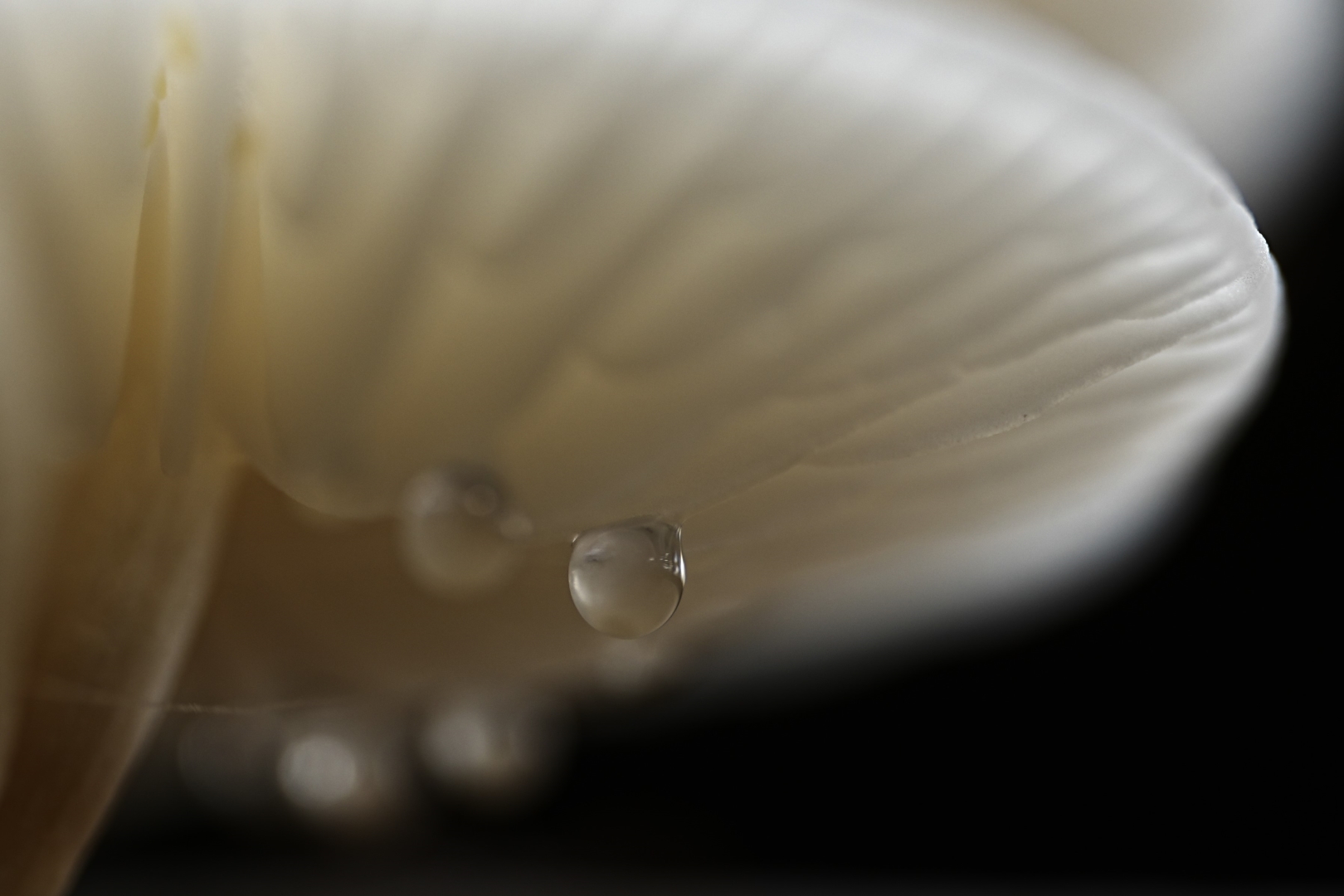 DSC06001 DDN Elswout 29092025 2