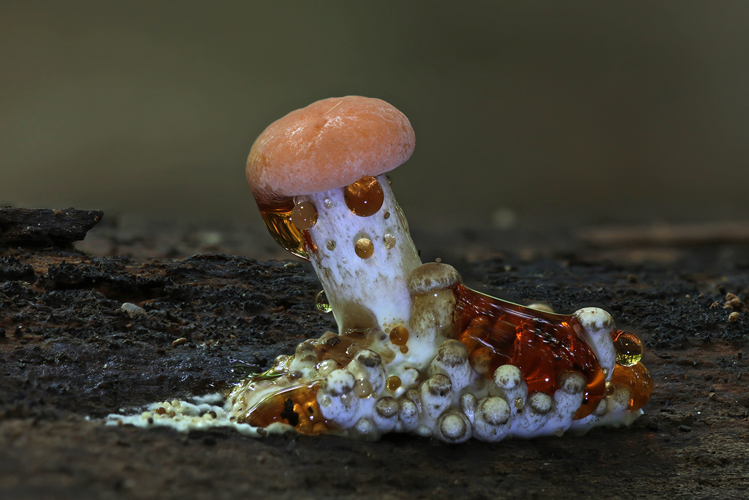 5037 Zalmzwam 2025-010-09 Bw 1500