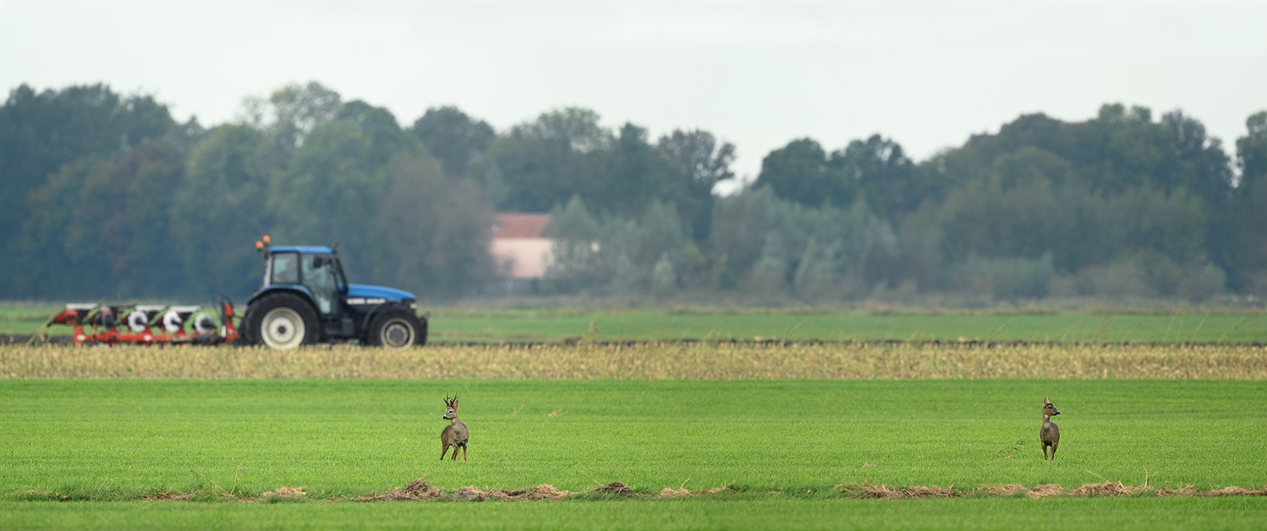 Z6C_1541 44 48b wsddn