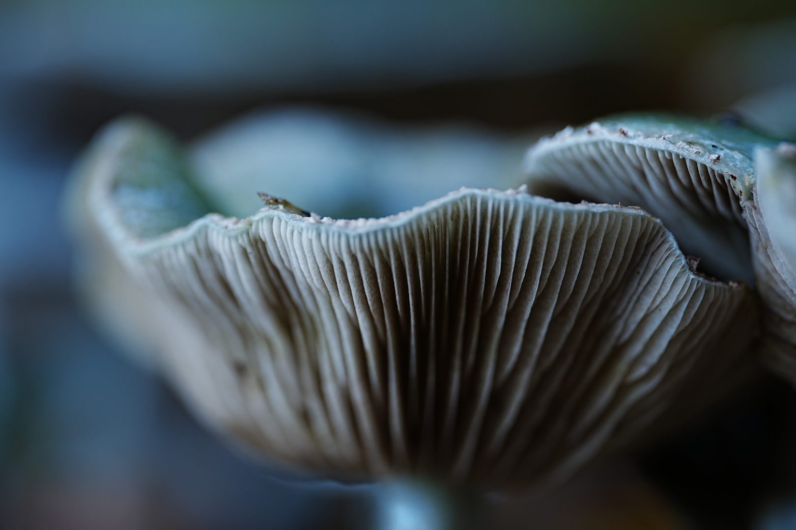 DSC06573 DDN Elswout 09102025 5