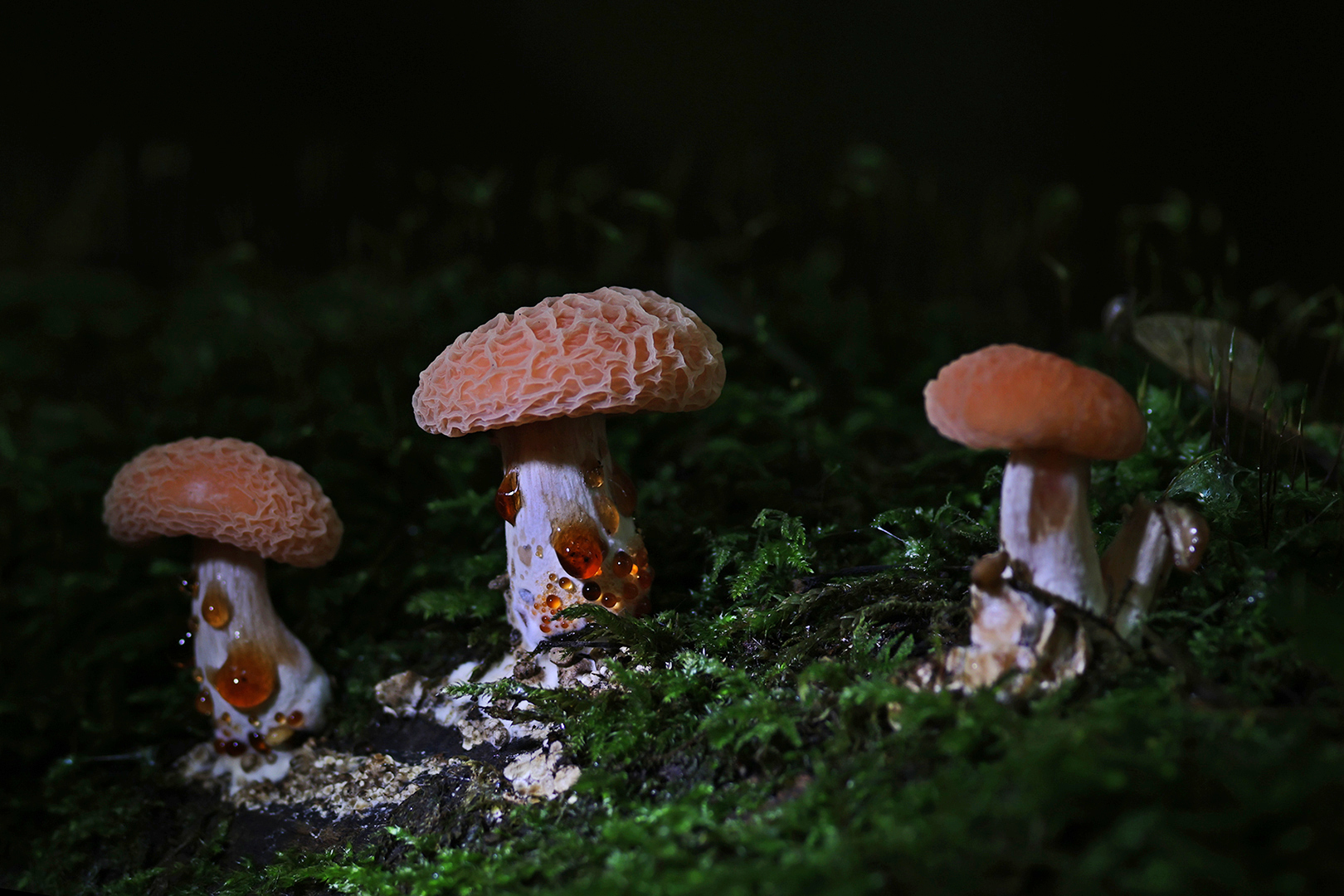 4932 Drie op een rij 2025-10-09 Bw 1620