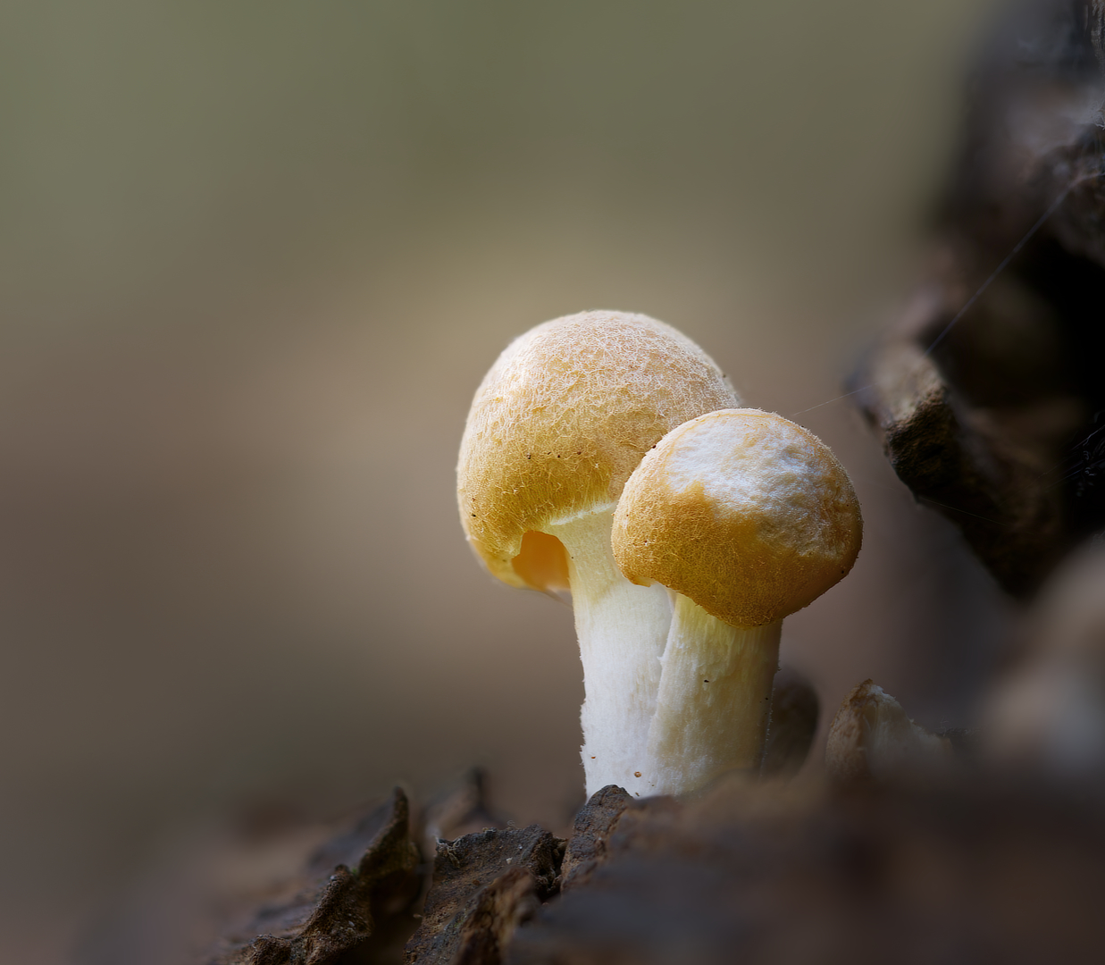 bleke franjehoed_DDN