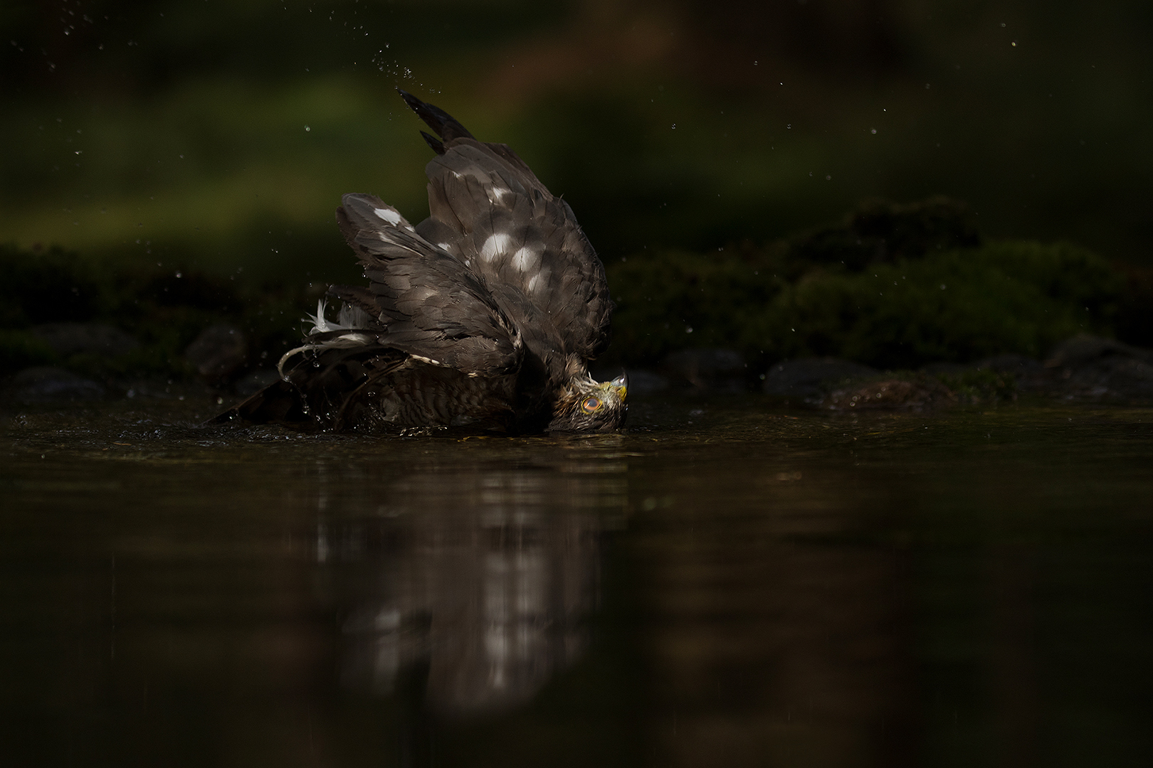 Sperwer-man omg. Lochem _MG_6875