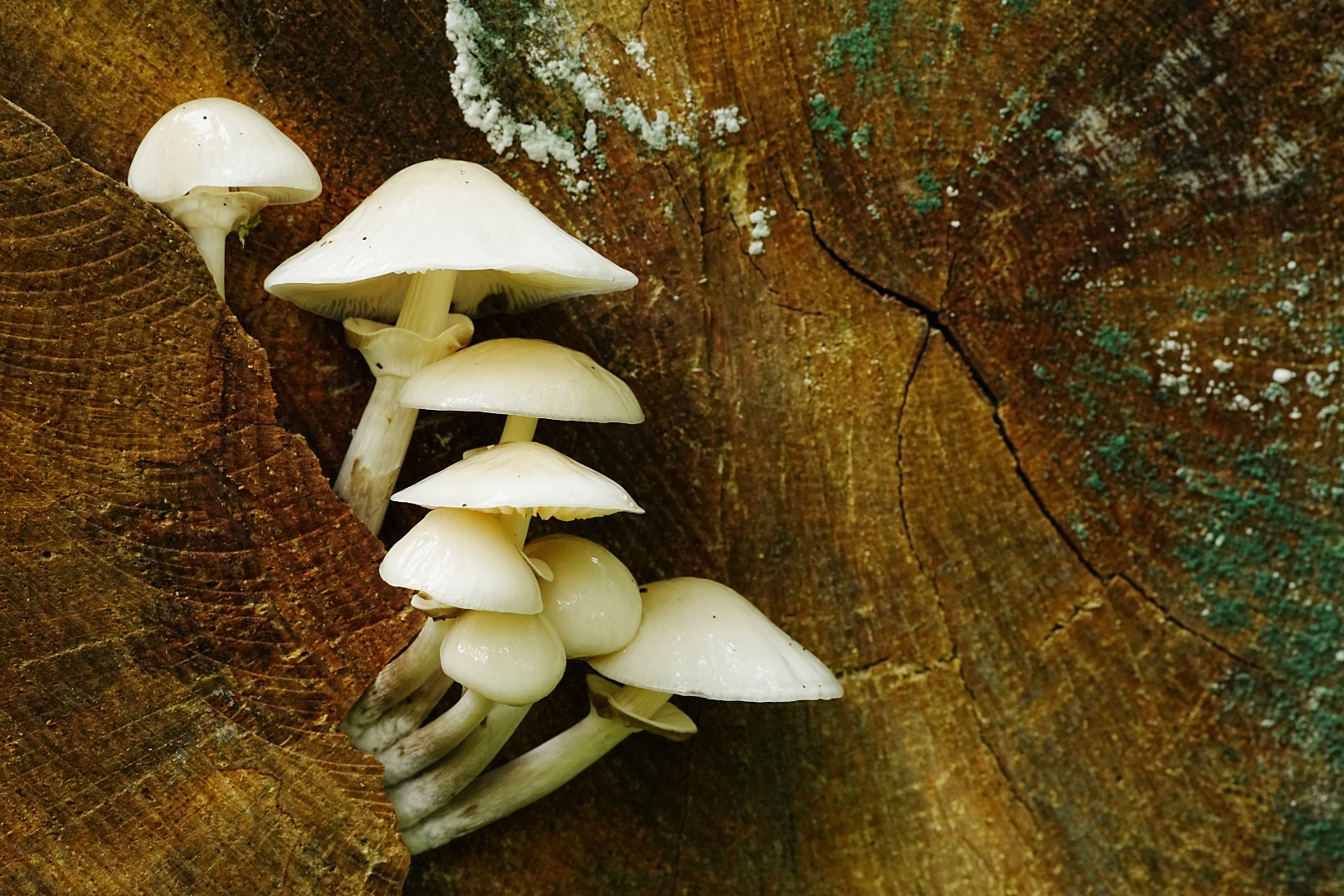 DSC06982 DDN Elswout 091020255 2