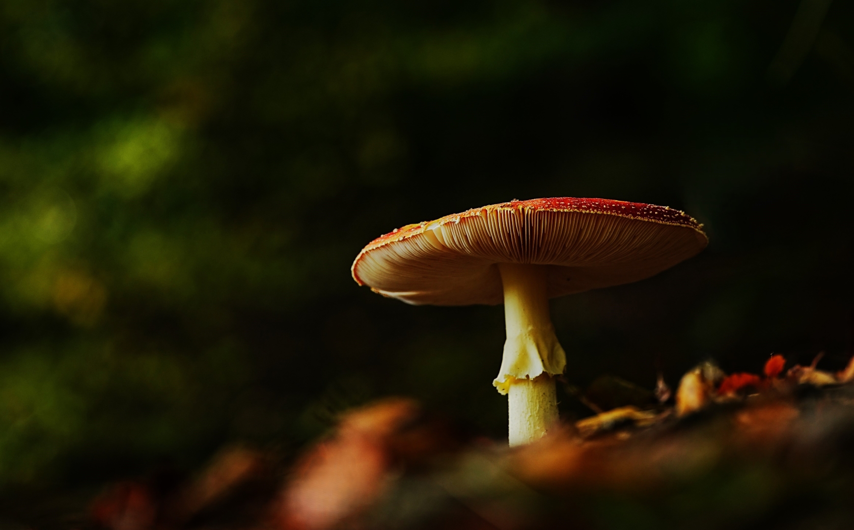 DSC06923 DDN Elswout 09102025 4