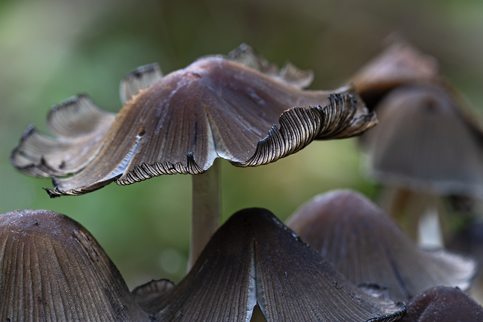 5248 Glimmerikzwam 2025-10-12 Bw 1620