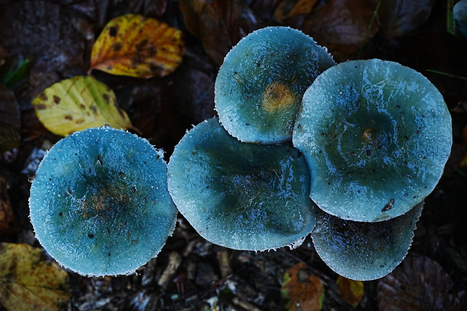 DSC06583 DDN Elswout 09102025 