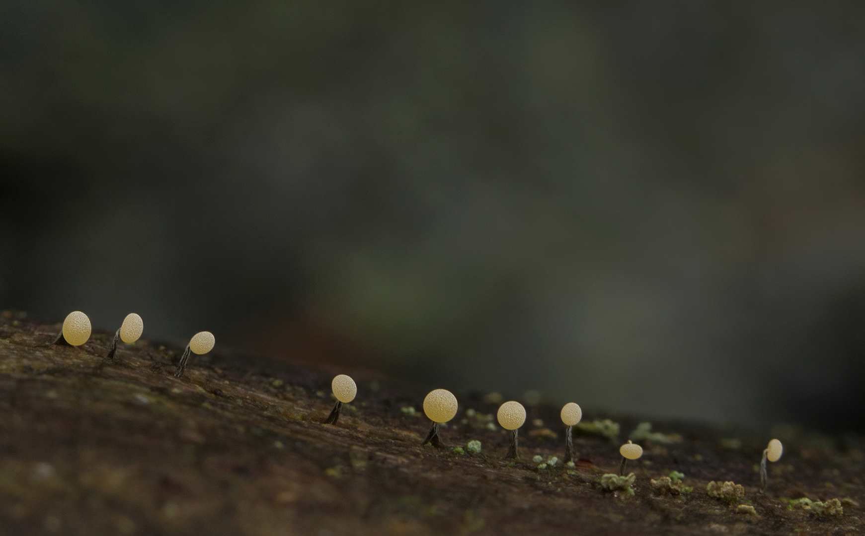 Knikkend Kalkkopje omg. Lochem _MG_3413