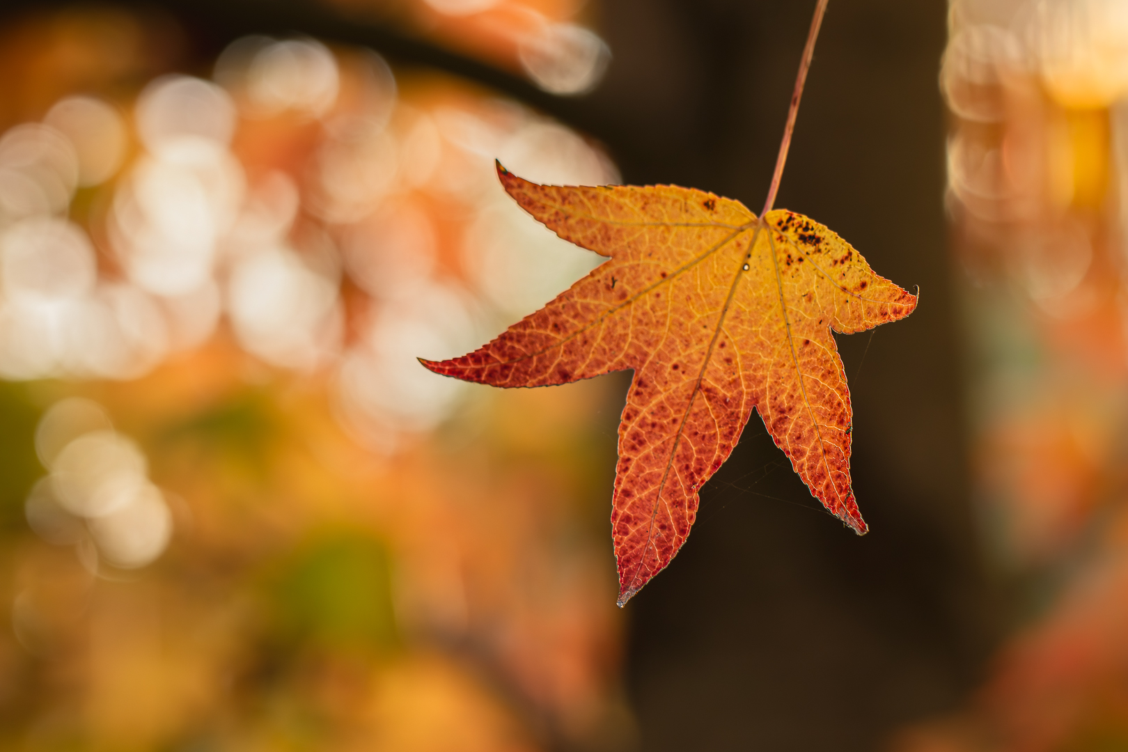 2025 tuin okt bewerkt (11 van 1)