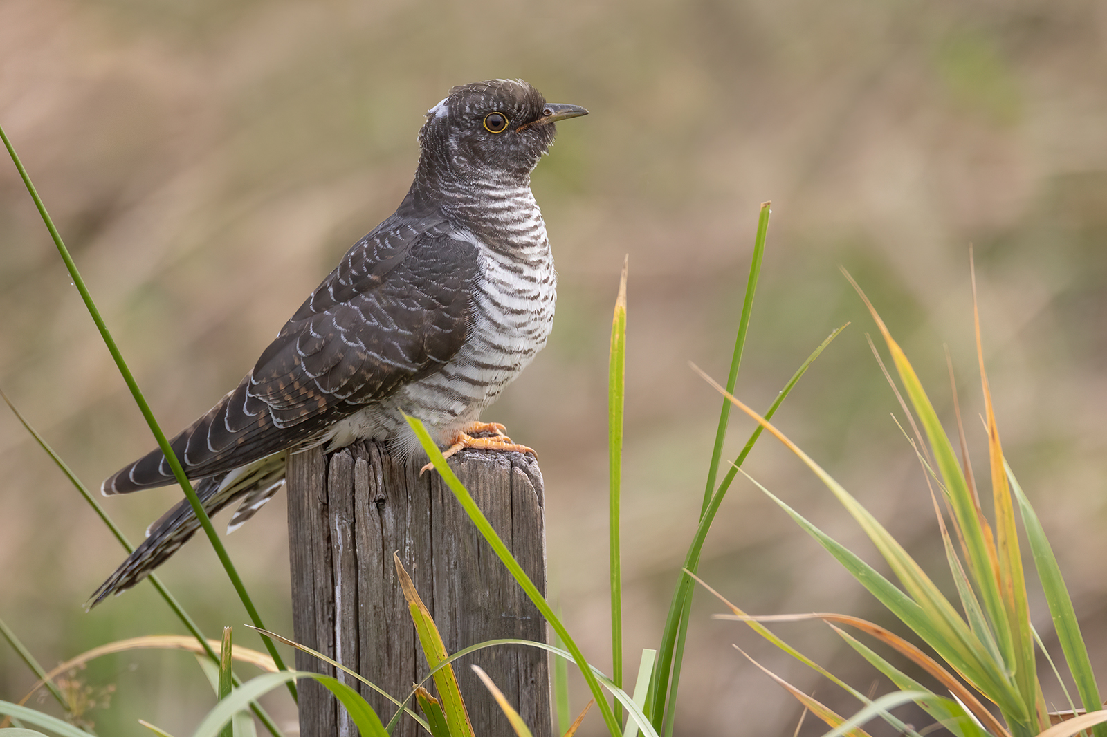 Koekoek 5683 v 1600 S