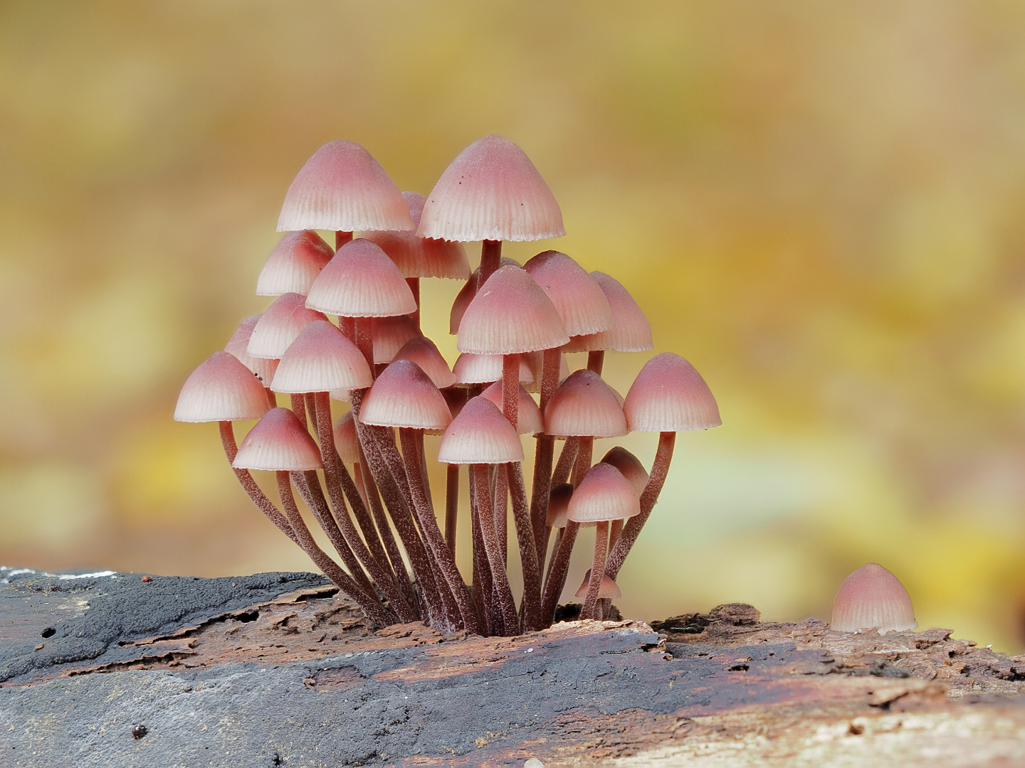 Grote bloedsteelmycena