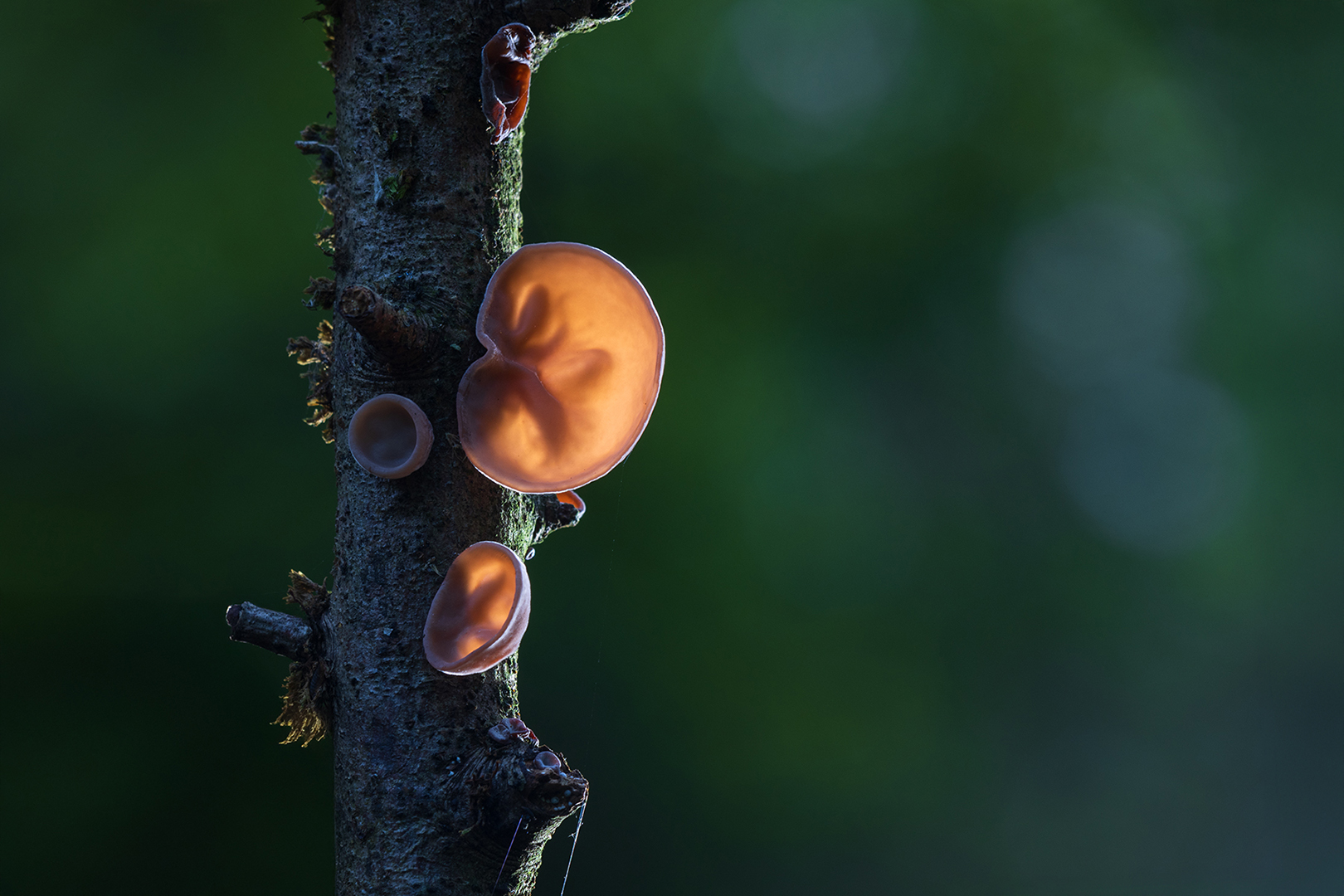 5180 Echt Judasoor 2015-10-12 Bw 1620