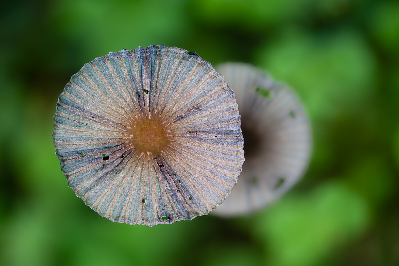 Z8A_2016_2060_2025-10-16 20-07-34 (A,Radius2,Smoothing5)