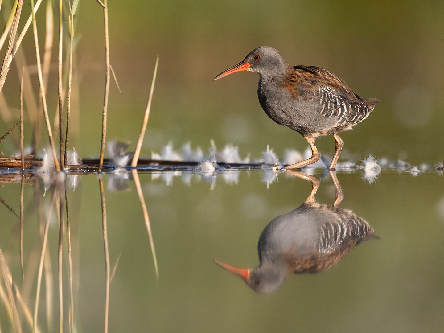 Waterral 3683 v 1600 S