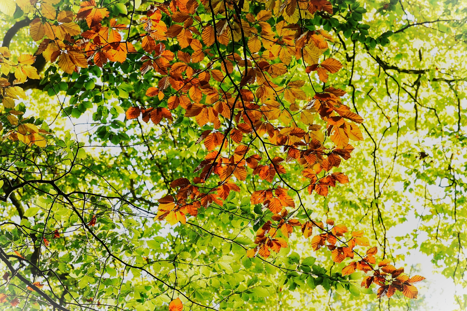 DSC06694 DDN Elswout 09102025 2