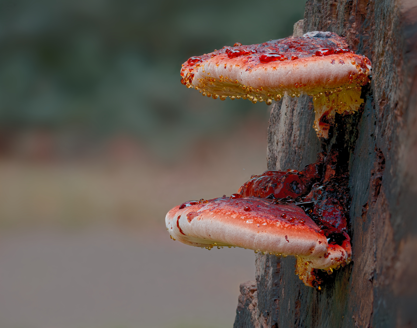 valse teervlekkenzwam_DDN