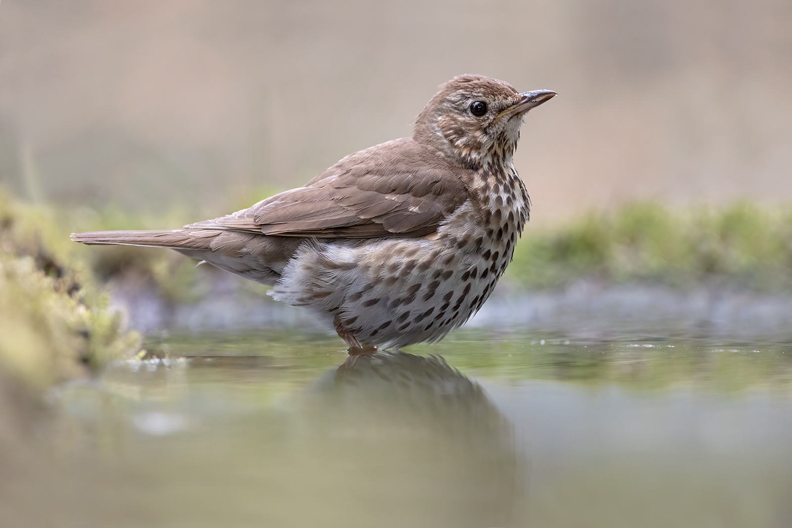 Zanglijster 9082 v 1600 SS