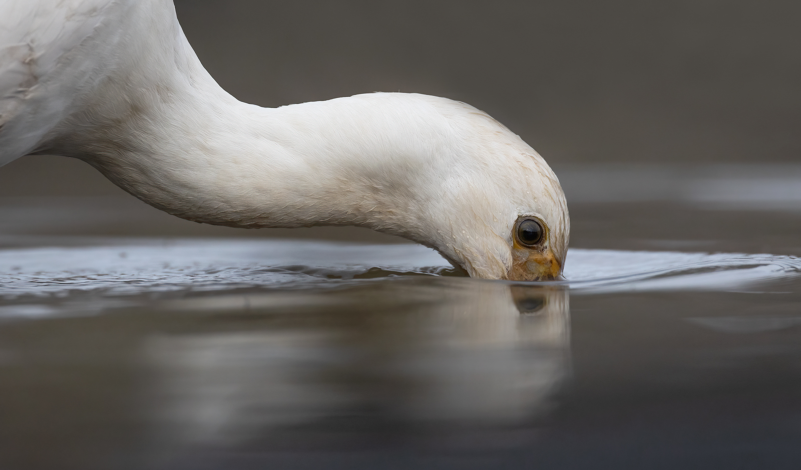 Lepelaar 6933 v 1600 S