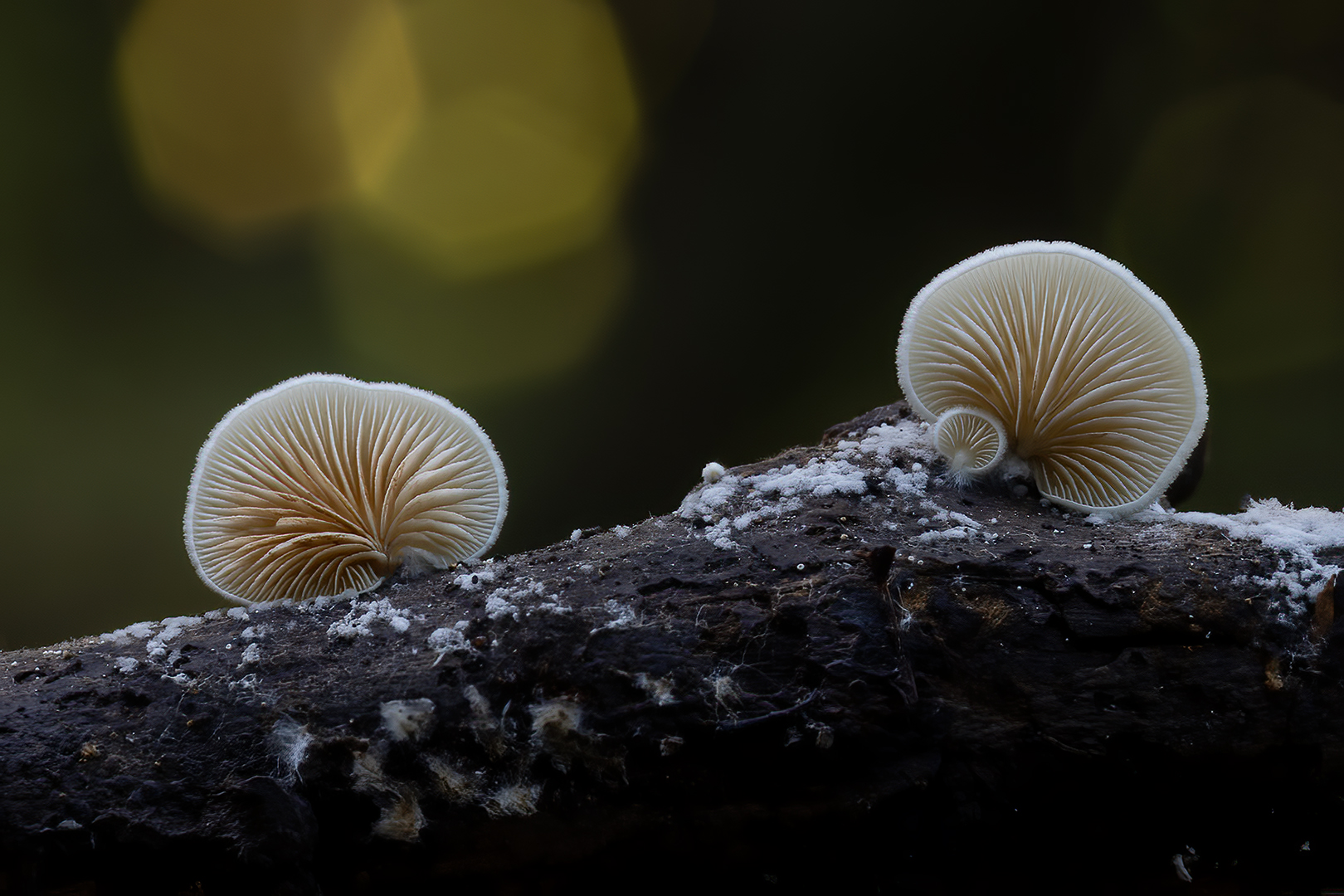 5145 Wit oorzwammetjes 2025-10-12 bw shs 1620