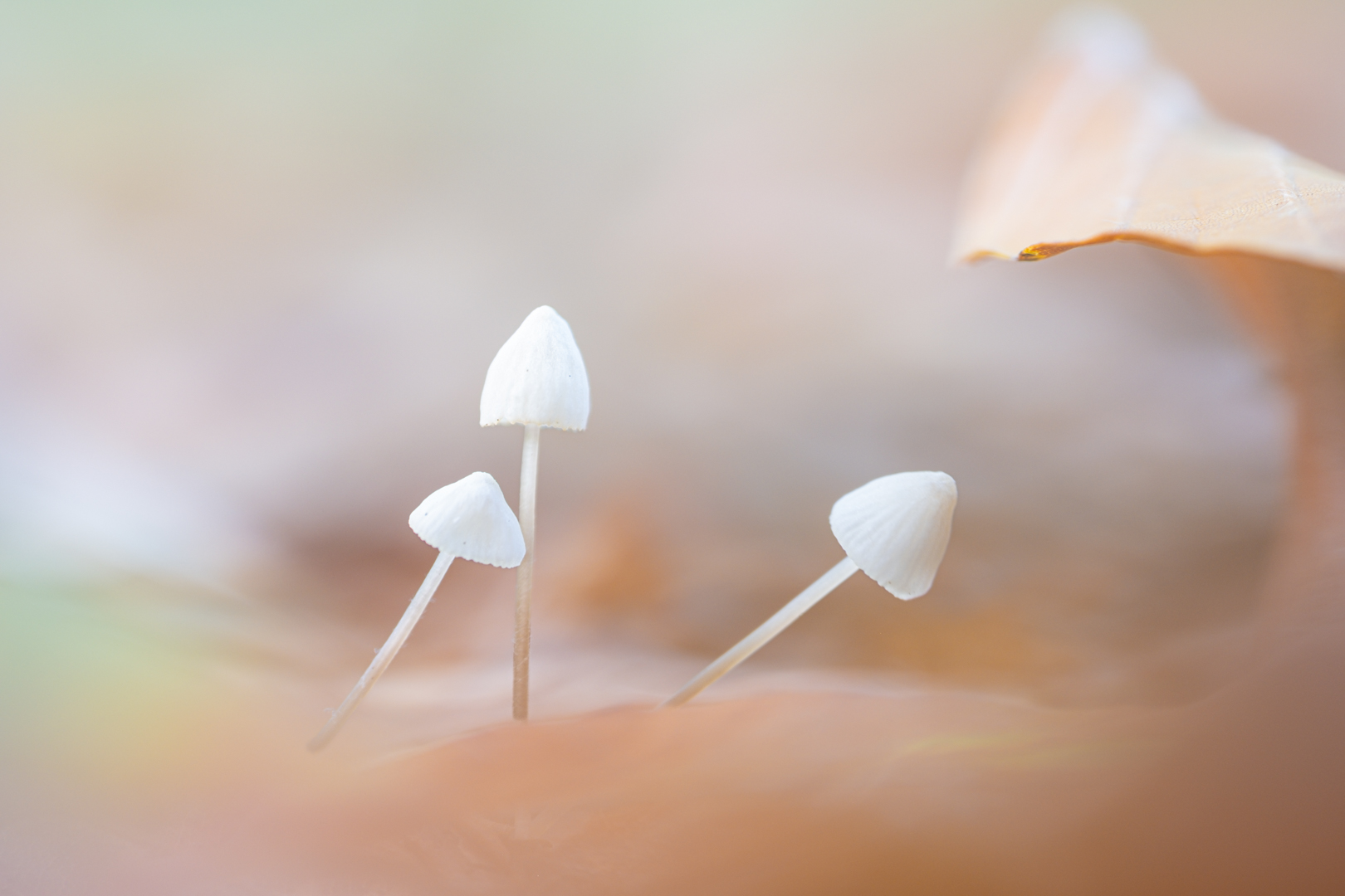 Mycena