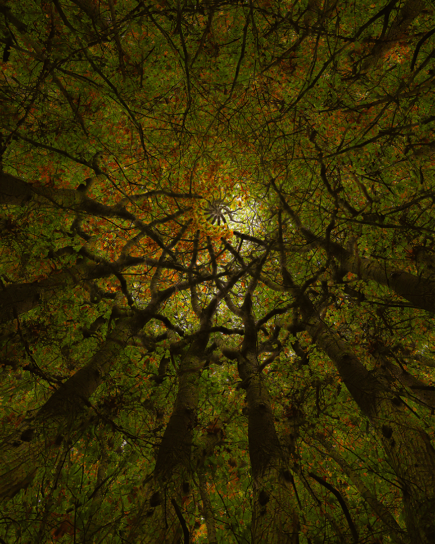 overal herfstkleuren