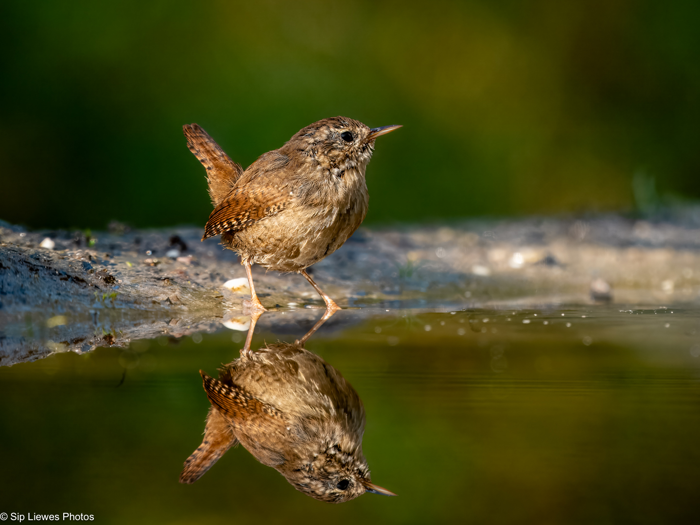 winterkoninkje in bad