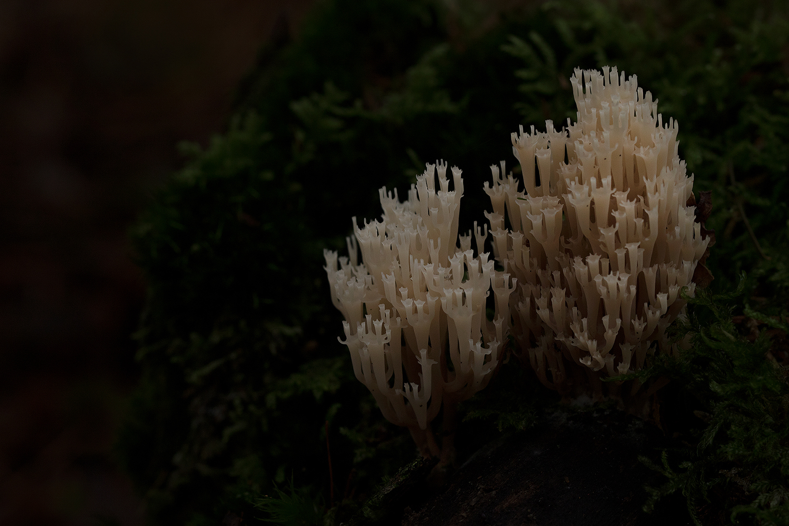 Kroontjesknotszwam omg. Lochem _MG_3973