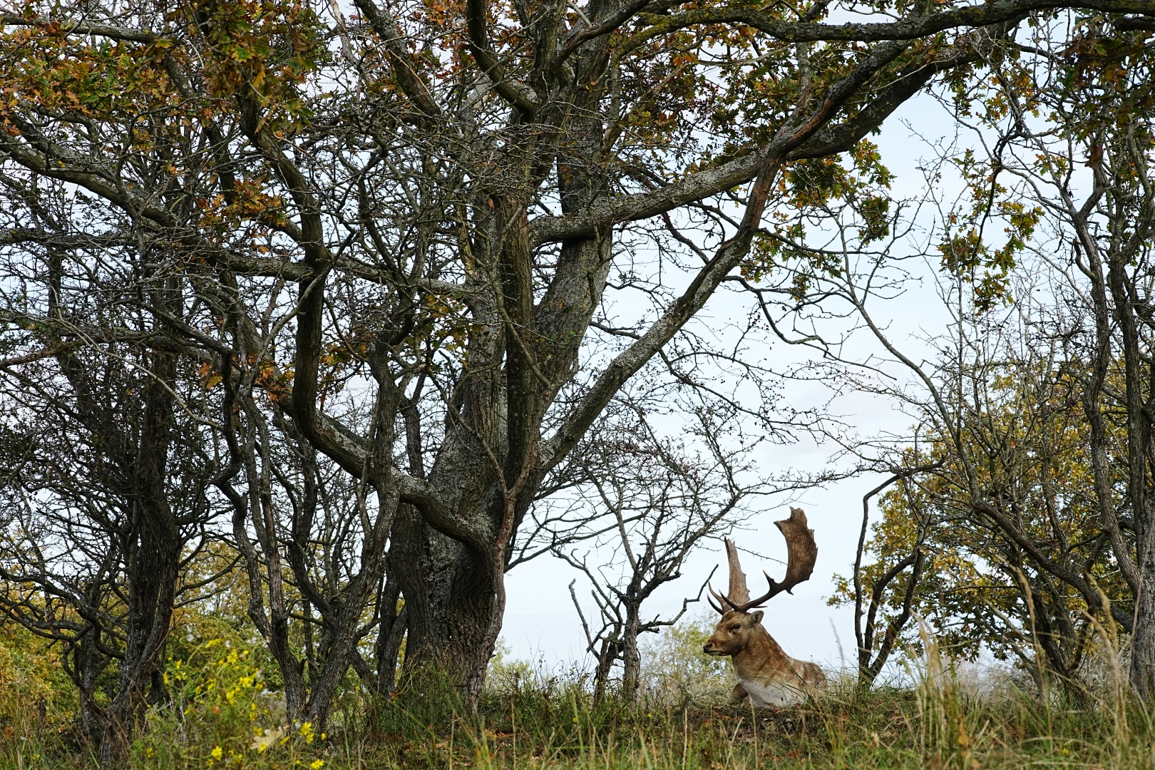 DSC07951 DDN ADW 18102025 1