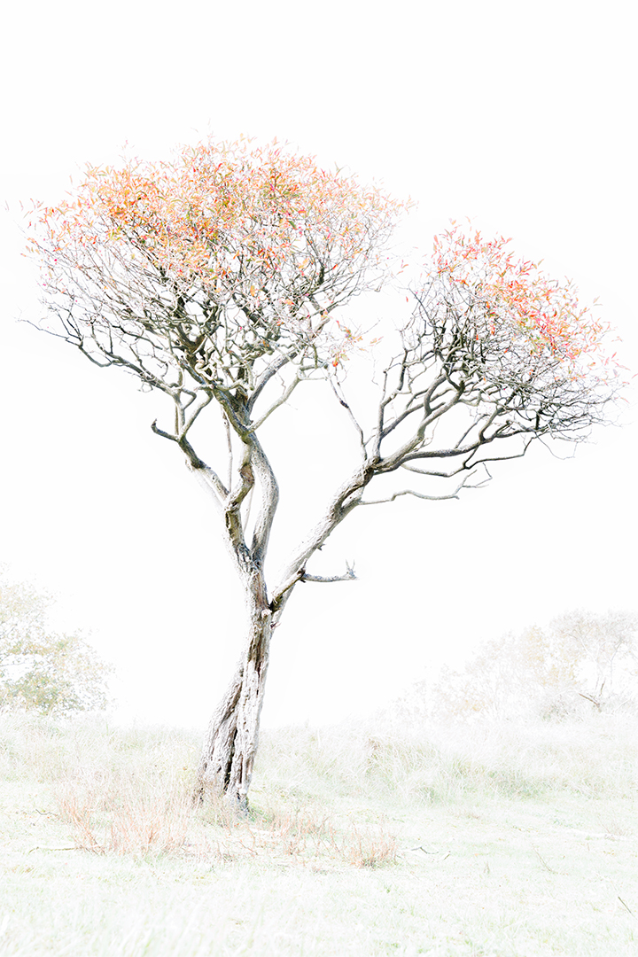 IMG_3793 corr 1080PX sRGB