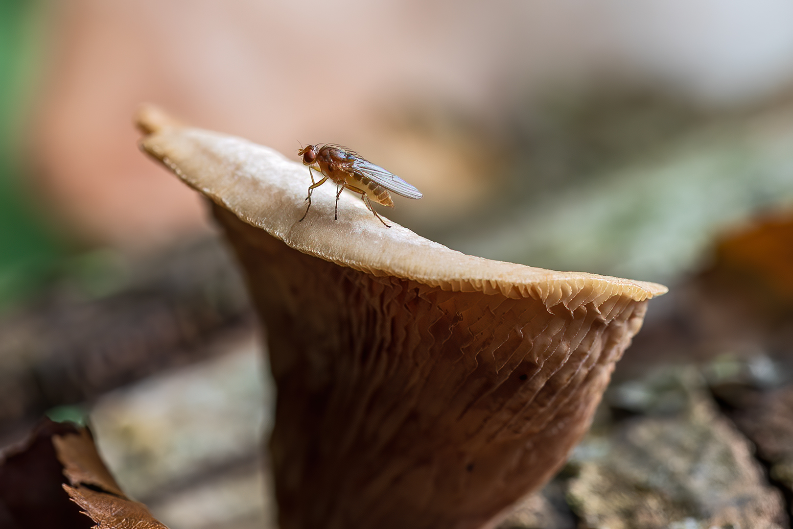 6580-1 Gewone oesterzwam met vlieg 2025-10-20 Bw shs 1620