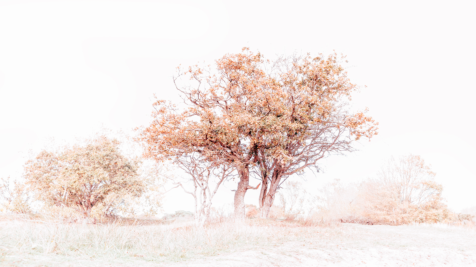 IMG_3779 corr 1080PX sRGB