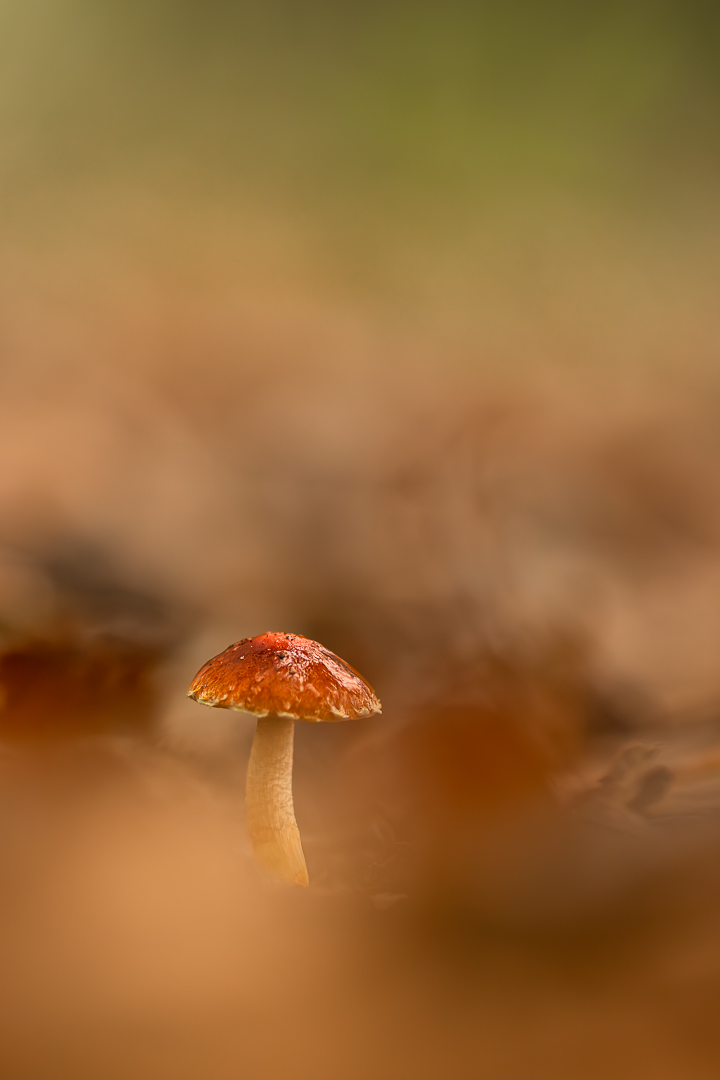 2025 oktober hof ter saksen bewerkt (2 van 1)