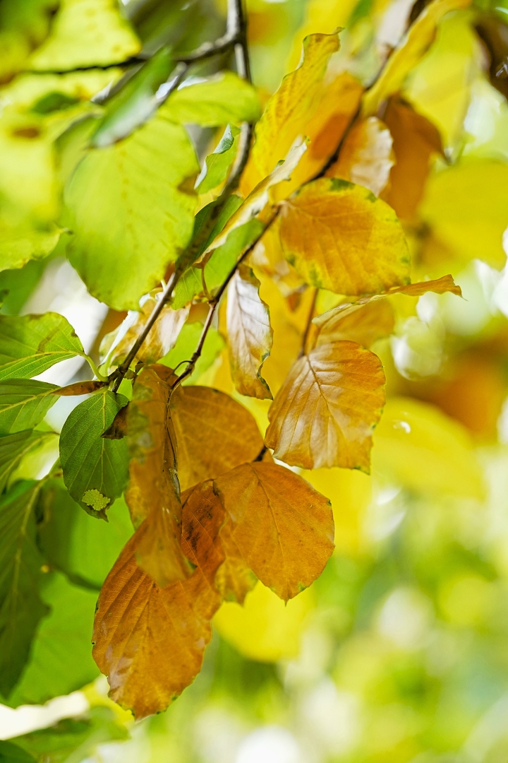 DSC07405 DDN Elswout 18102025 3