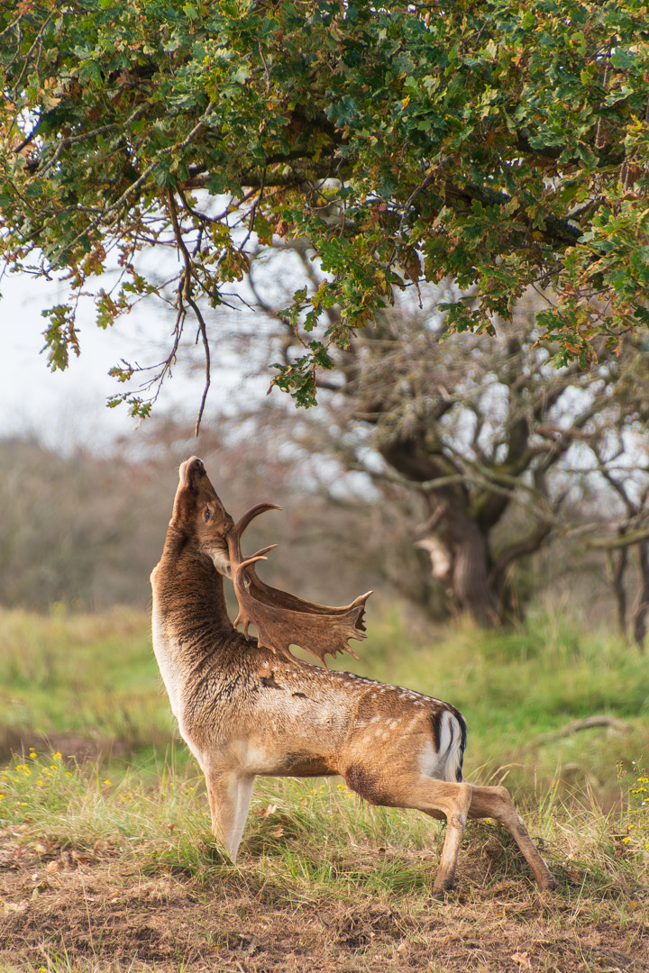 20251018_AWL_096096-3