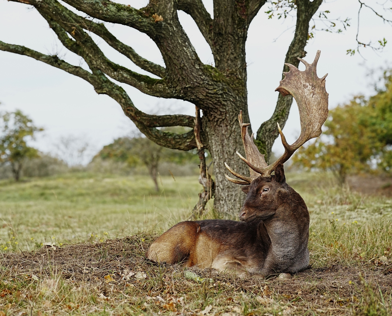 DSC07678 DDNADW 18102025 3c