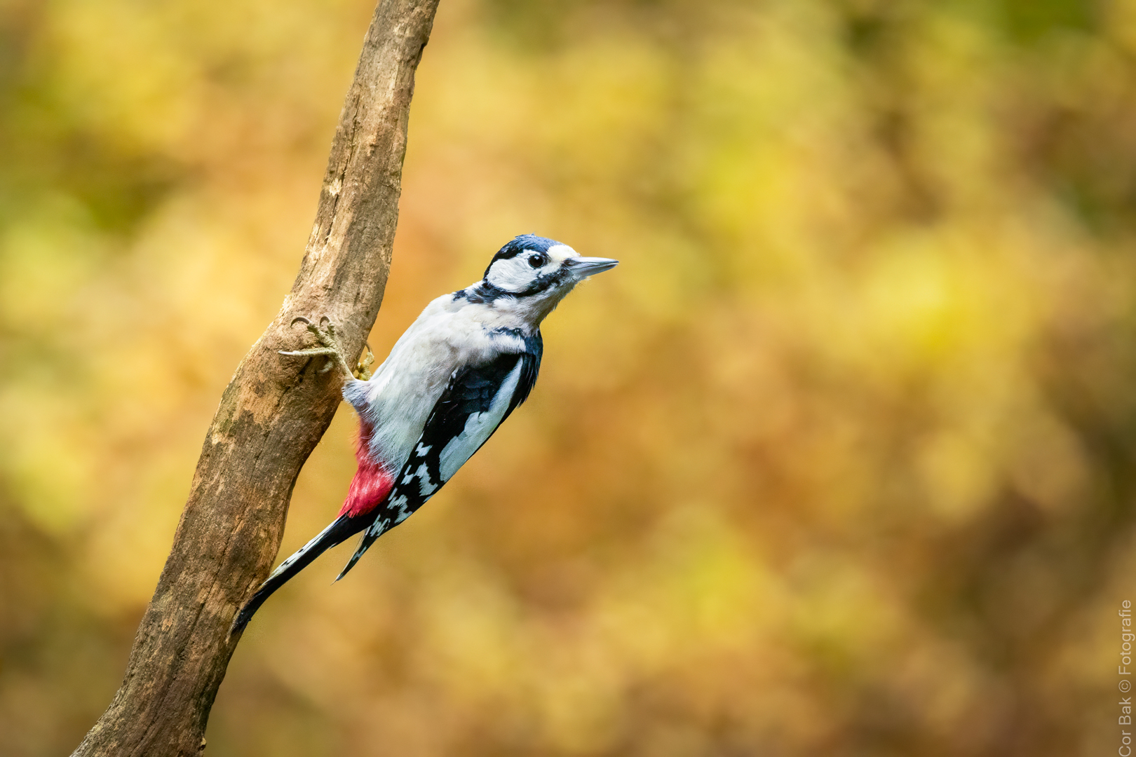 20251020-IMG_5004-bewerkt-2