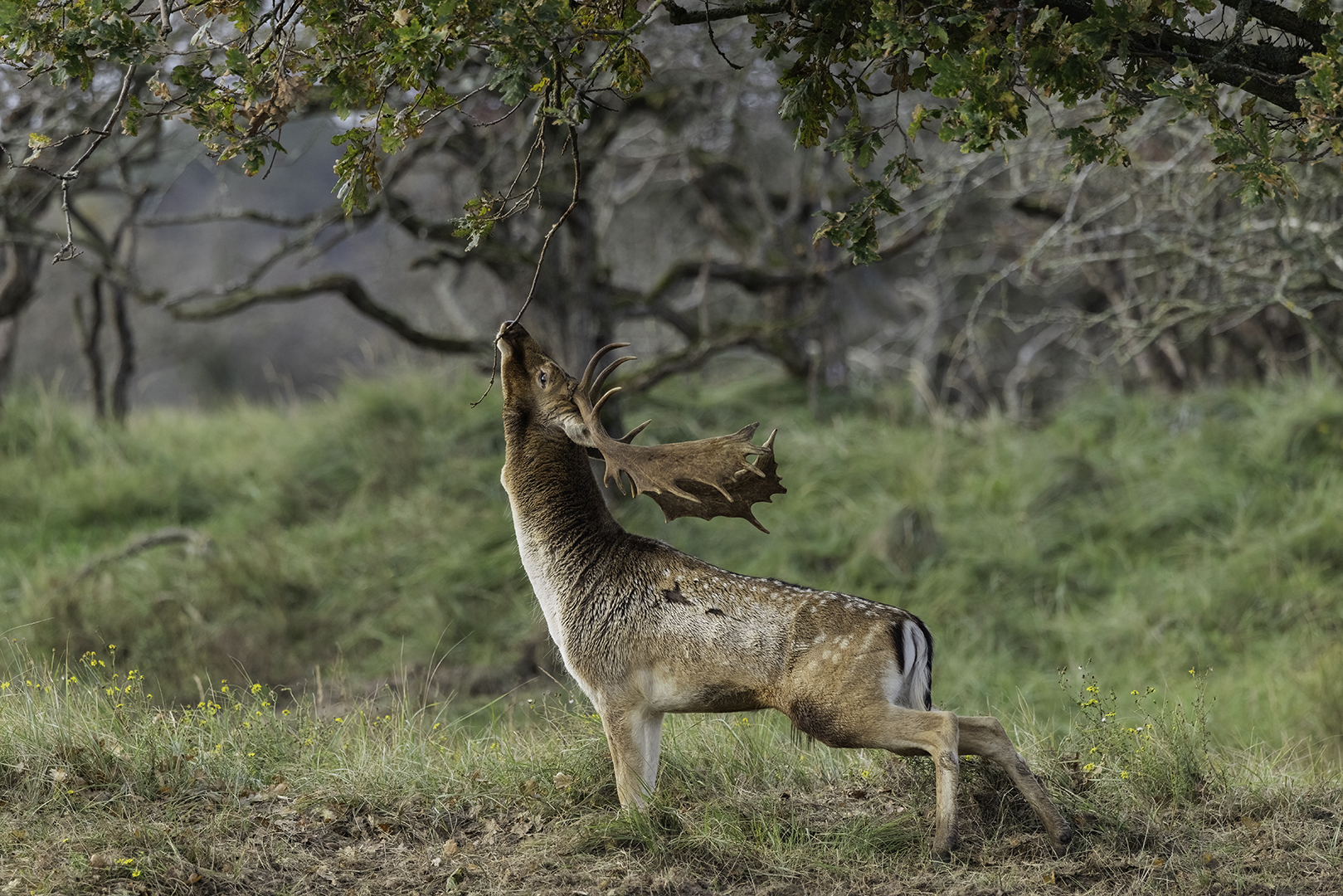 vlaggend damhert ddn