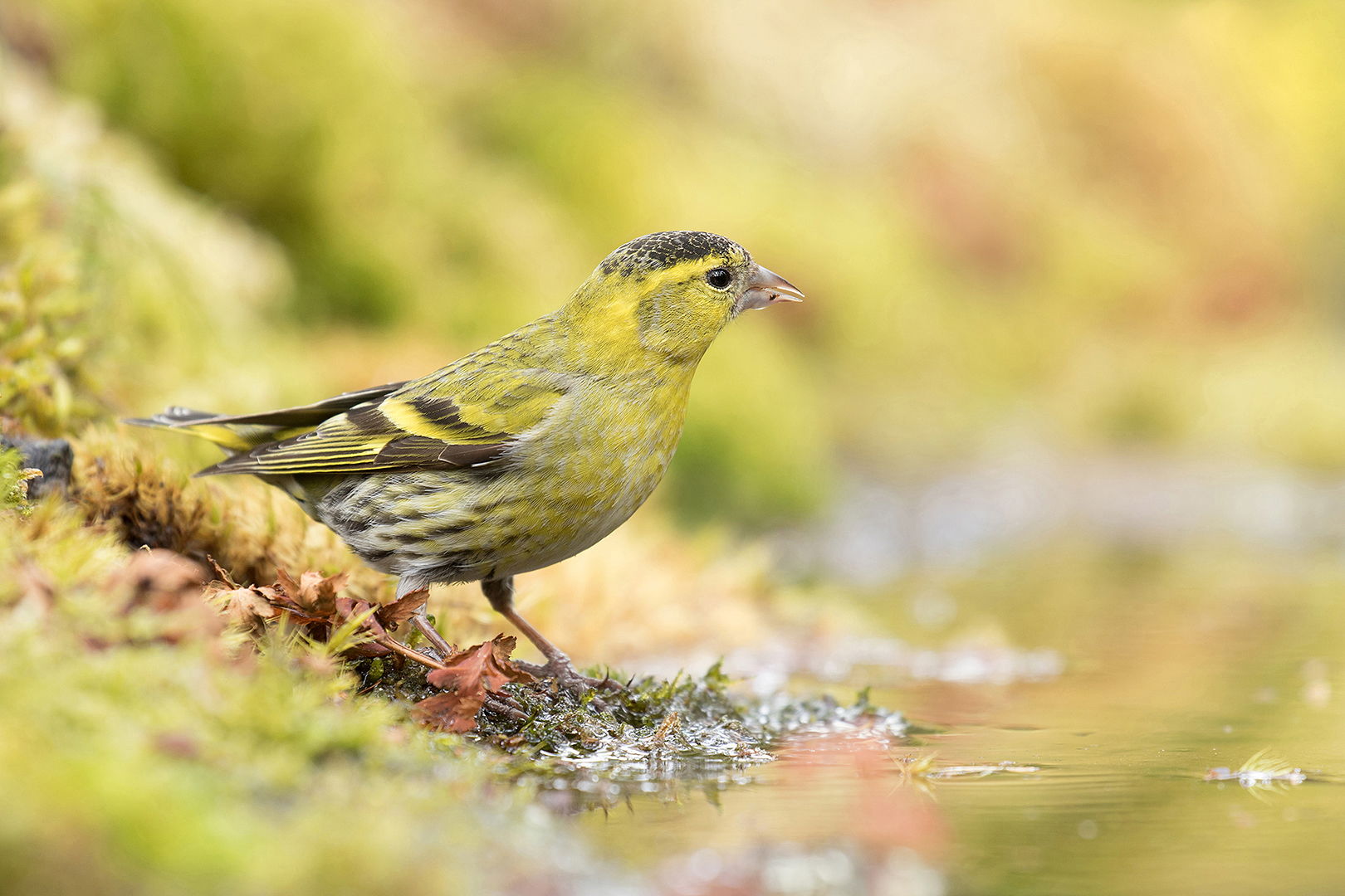 Sijs-man omg. Lochem _MG_1100