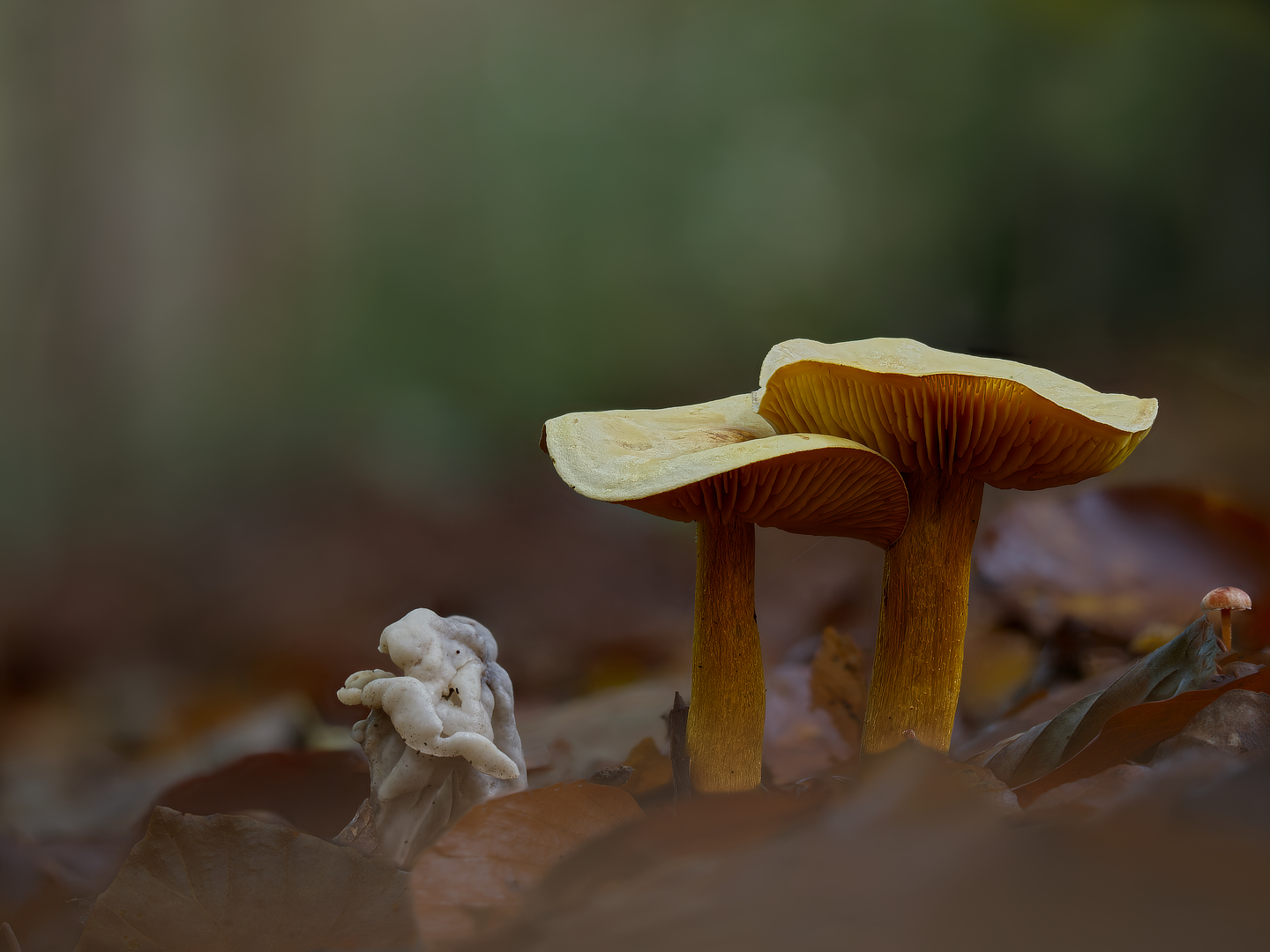 narcisridderzwam_DDN