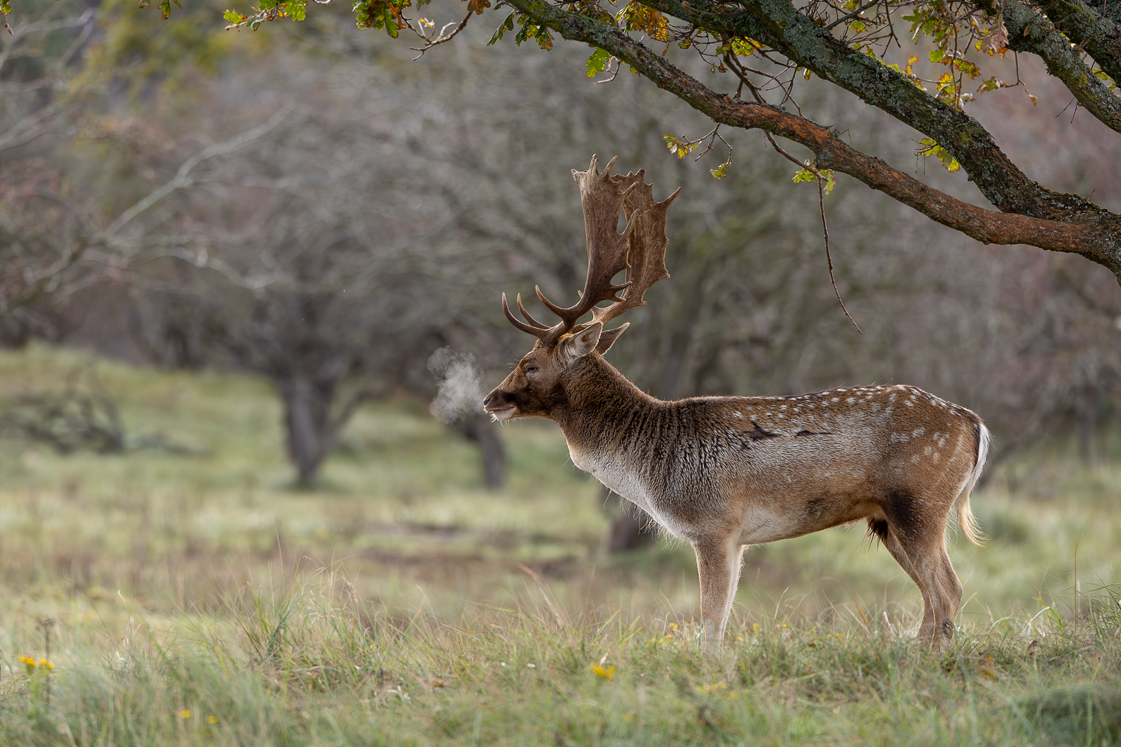 Damhert1_DDN_AWD_Oct 2025