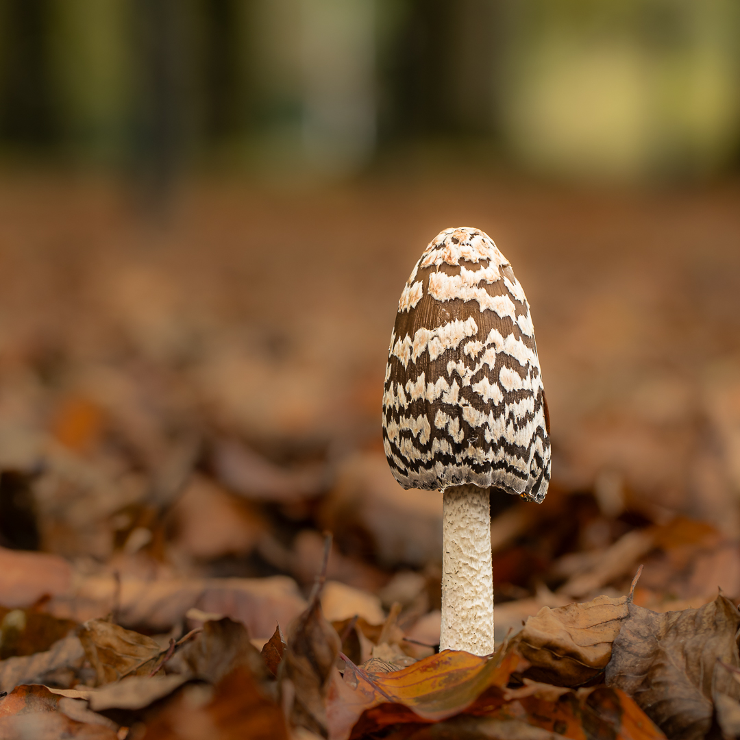 2025 oktober hof ter saksen bewerkt (11 van 1)