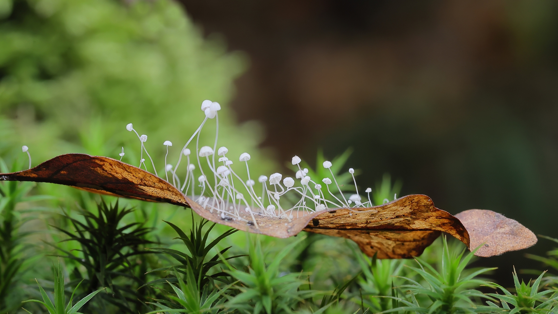 Kleine-Beukenbladmycena-DDN