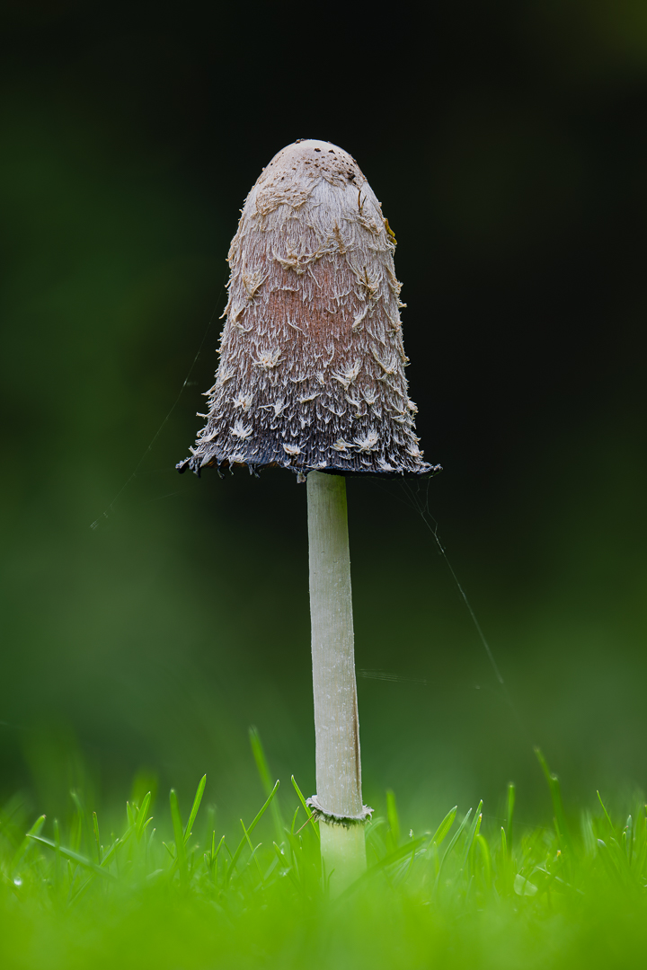 Z8A_1818_1828_2025-10-16 19-36-00 (A,Radius2,Smoothing5)