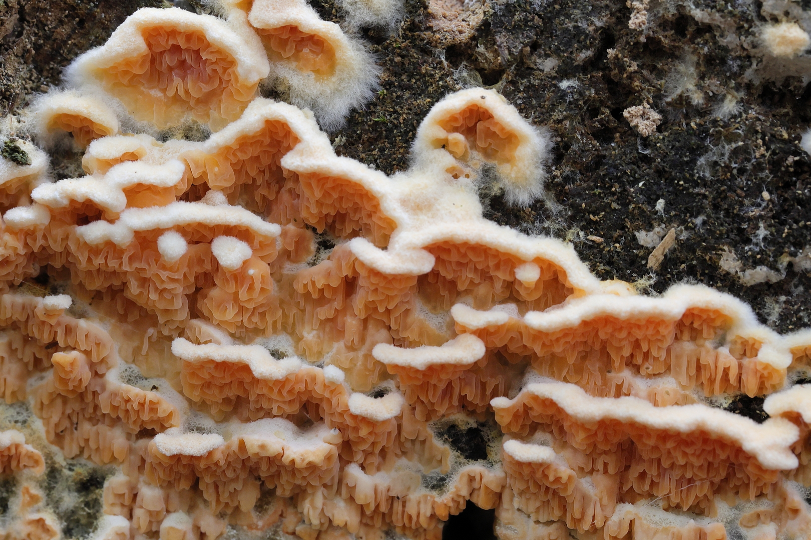 KnolletjesPlooivlies-DDN